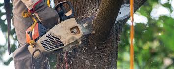 Best Lot and Land Clearing  in Cerritos, CA