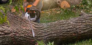 Best Lawn Pest Prevention  in Cerritos, CA